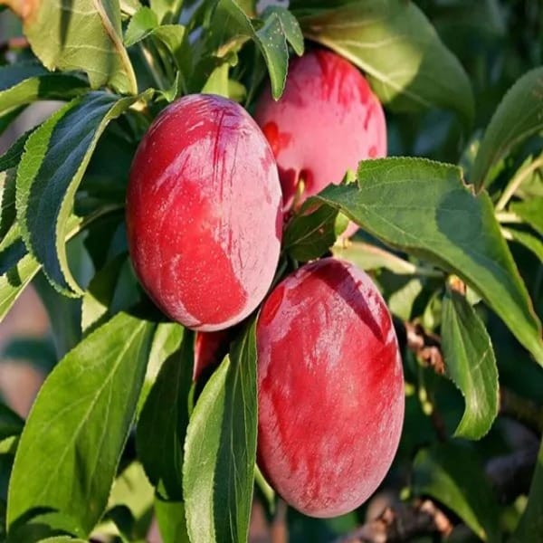 Hybrid Aloo Bukhara ( Grafted ) Plant For Outdoor Gardening