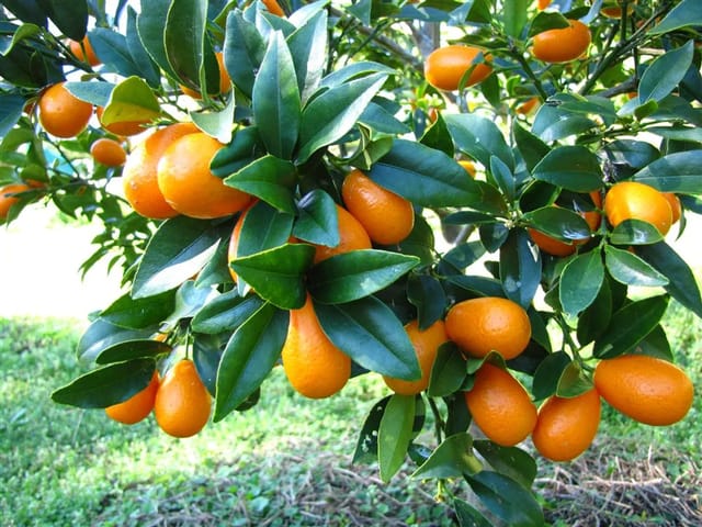 Kamquat lemon plant for home gardening pack of 01....