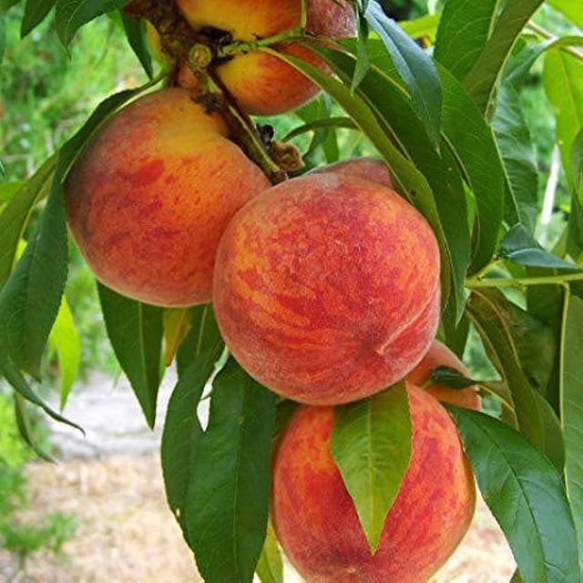 Peach Fruit Plant For Outdoor Gardening