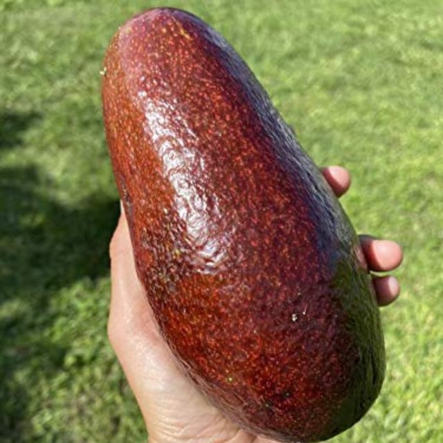Avocado Grafted ( Red Verity ) Plant For Outdoor Gardening