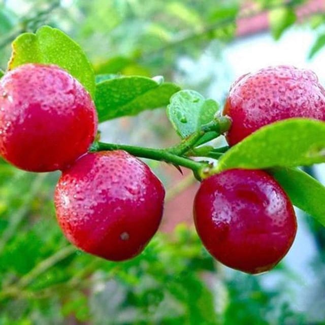 Australian Red Lime Plant For Outdoor Gardening