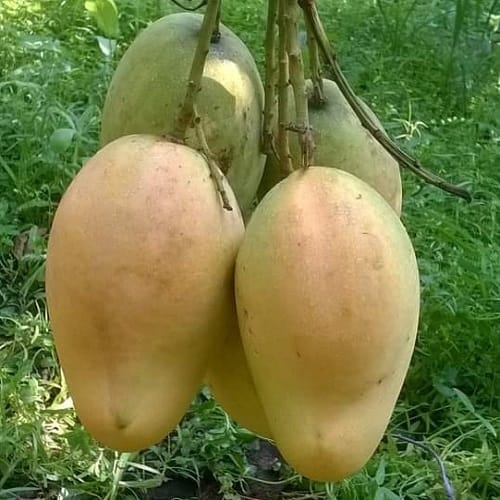 Bari 11 Mango ( Grafted ) Plant For Outdoor Gardening