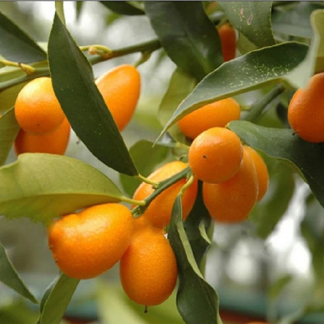 Sweet Lemon (Grafted) Plant For Outdoor Gardening