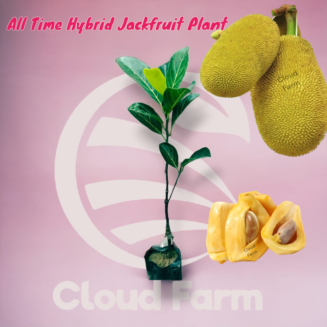 Jackfruit All Time Grafted Hybrid Plant