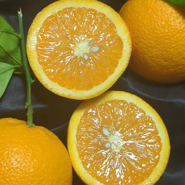 Orange Malta Grafted Plant