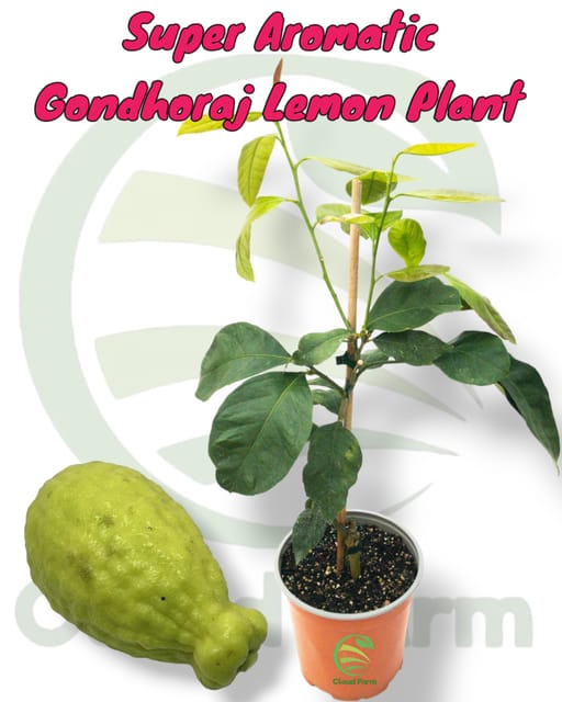 Super Aromatic Gondhoraj Grafted  Healthy Lemon Plant