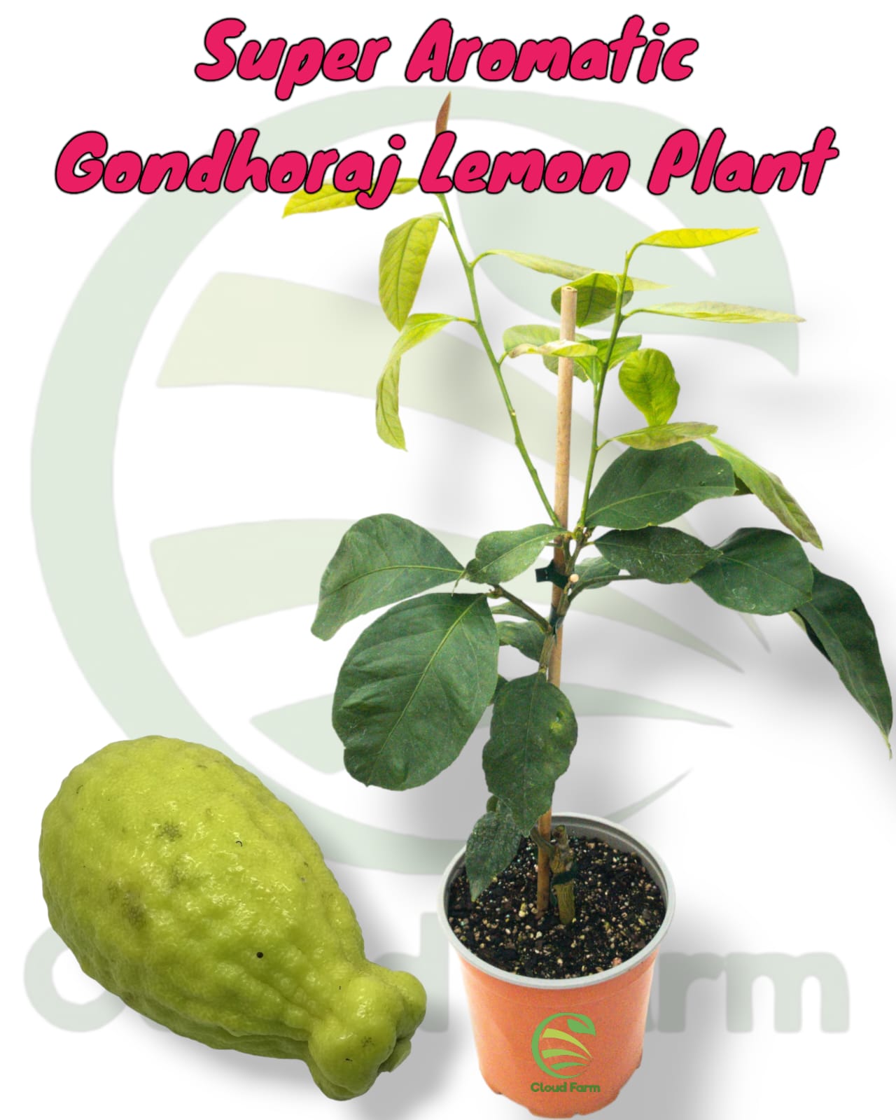 Super Aromatic Gondhoraj Grafted  Healthy Lemon Plant