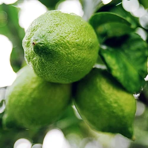 Kaffir Gondhoraj Lemon Grafted Healthy Plant