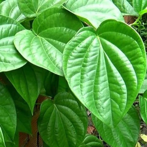Assamese Betel Leaf Hybrid Healthy Plant
