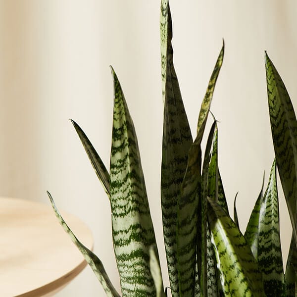 Snake Plant (Sansevieria or Dracaena trifasciata)