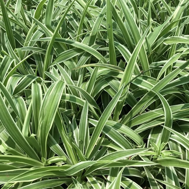 Spider Plant (Chlorophytum Comosum)