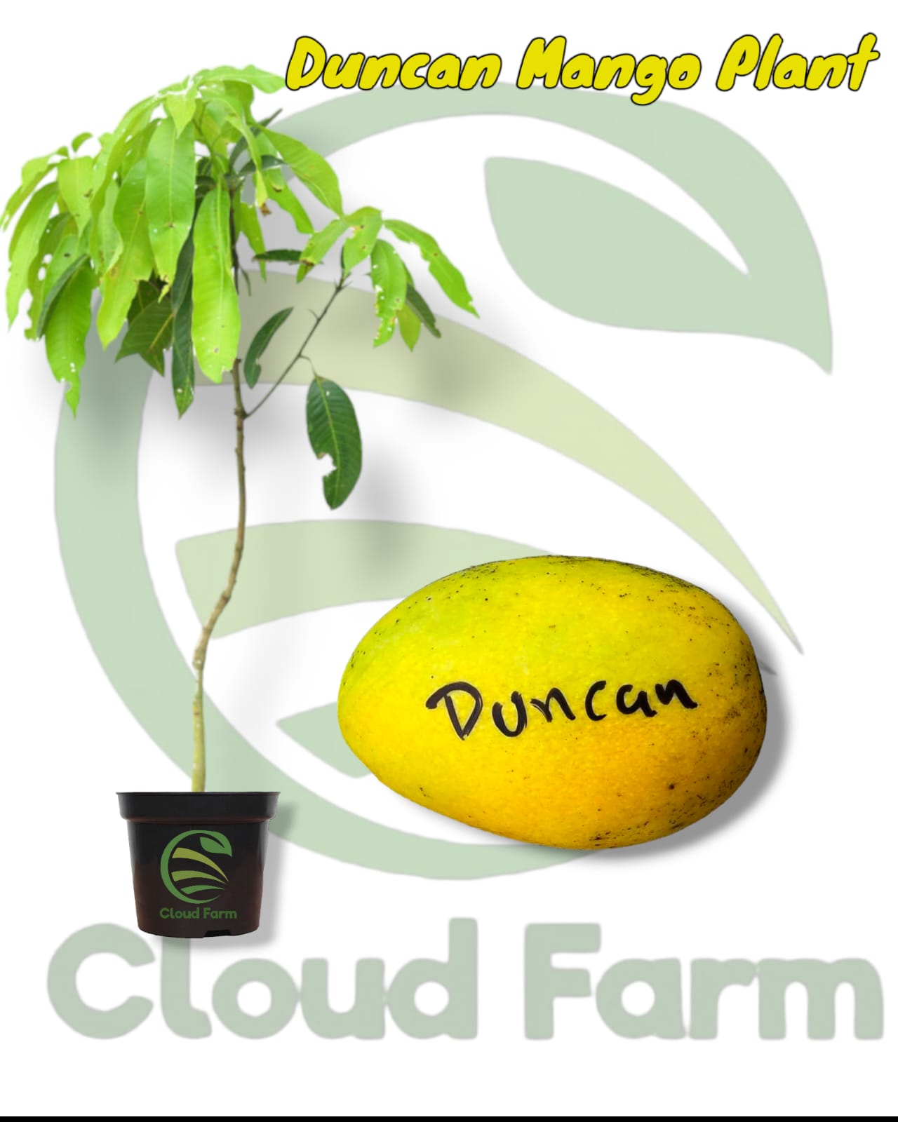 Totapuri Duncer Mango Grafted / Air Layered Mango Fruit Plant