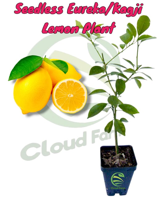 Seedless Kagji Lemon  Air Layered/Gafted Healthy Plant