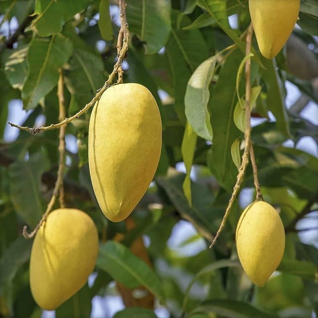 Carabao (Philippine) Mango Grafted Healthy Fruit plant