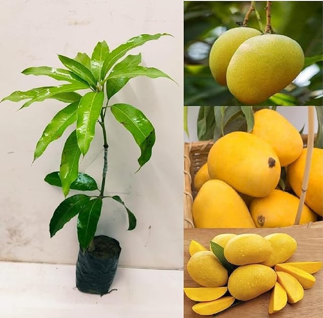 Banganapalli Mango Grafted Healthy Plant
