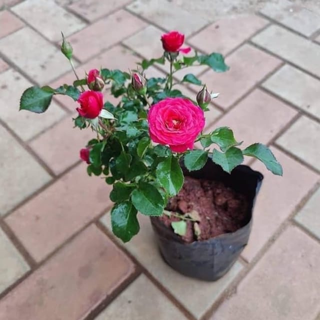 Rose Plant Red Hybrid - Kaursgarden