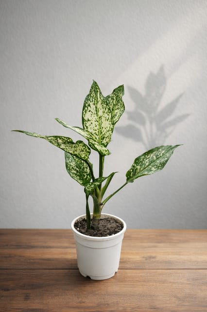 Golden Lucky Bamboo