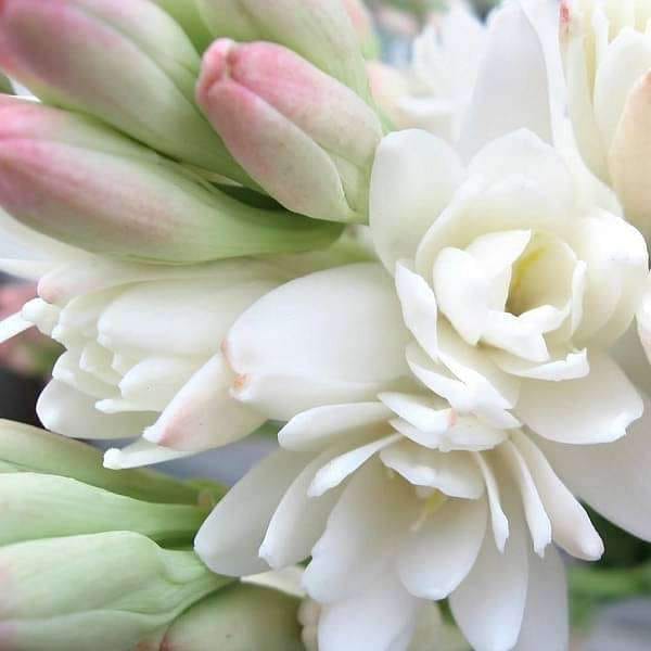 Rajnigandha Tuberose  Flower Bulbs (Set of 10)