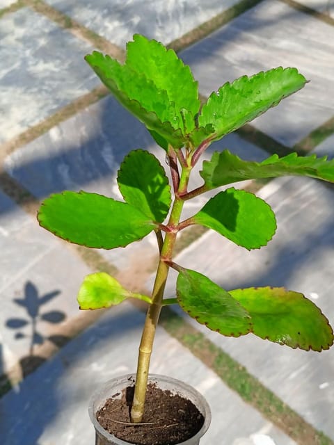 Pattarchatta (Miracle Leaf) Plant-The Bloomsmith