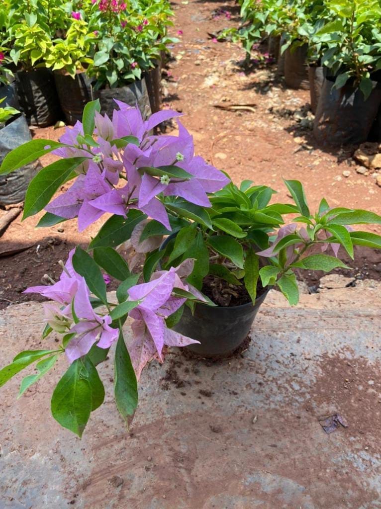 Bougainvillea Flower Blue Plant For Outdoor Gardening