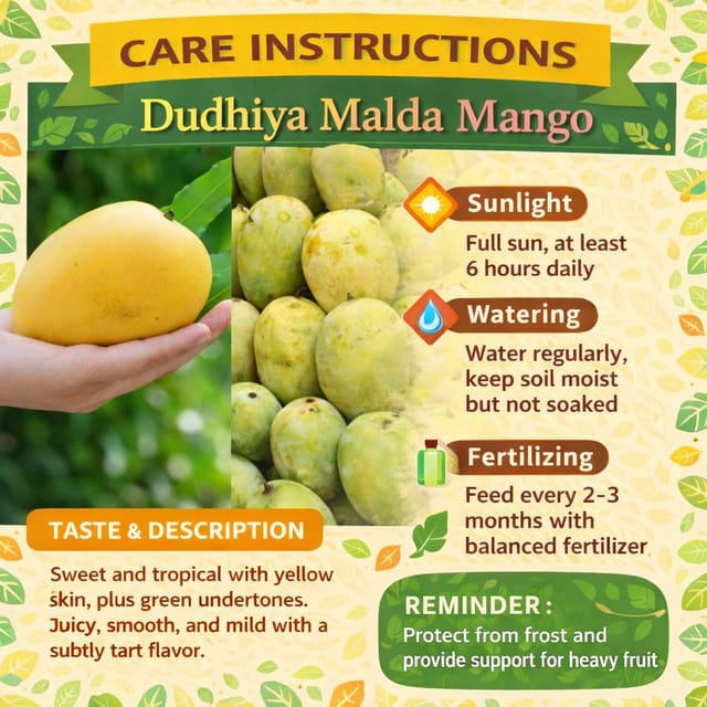 Dudhiya Malda Mango Healthy Grafted Fruit Plant