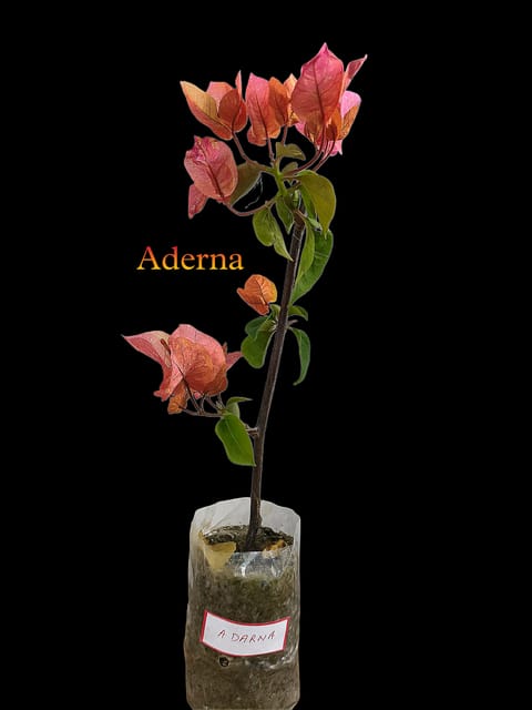 Aderna Bougainvillea Flower Plant | Red and Orange Color Bougainvillea