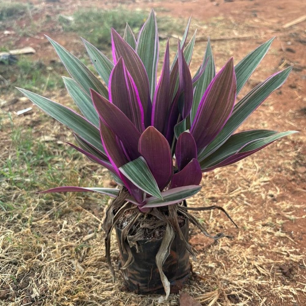 Riyo Plant
