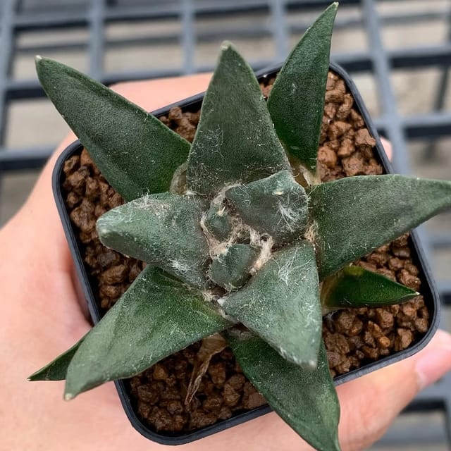 Ariocarpus Trigonus  Rare Triangular Cactus-Evergreen Nursery