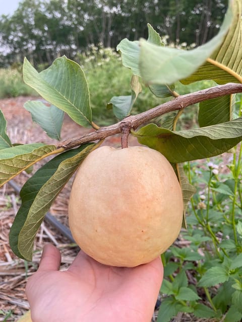 Giant Red Guava Air Layered Healthy Fruit Plant