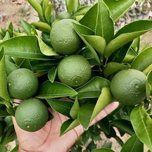 Malta Mosambi Variety Grafted Fruit Plants & Tree(1-2 Feet Size)