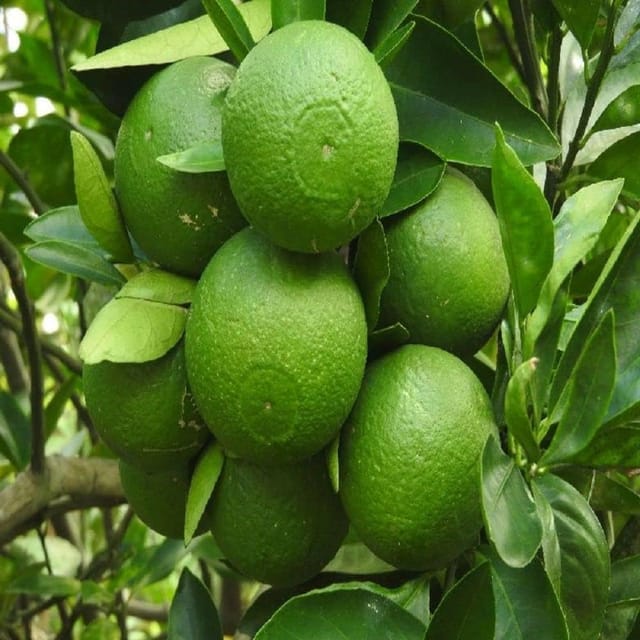 Malta Mosambi Variety Grafted Fruit Plants & Tree(1-2 Feet Size)