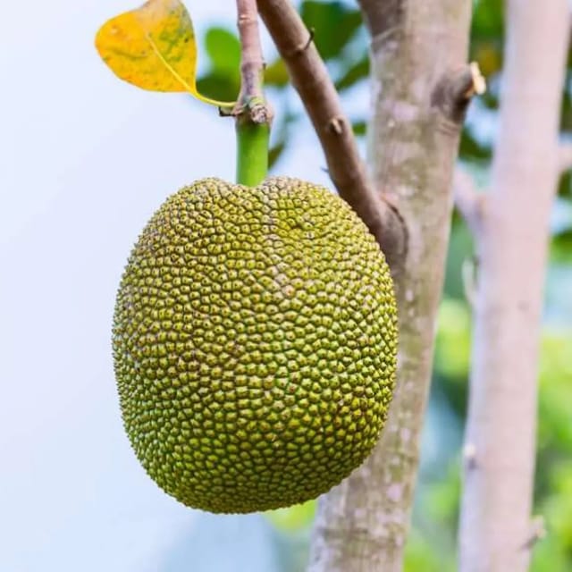 Seedless Jackfruit Katahal Fruit plant (1.5-3 Feet Height)