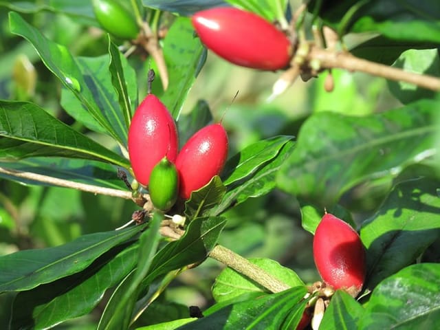 Miracle Berry/Miracle Fruit Rare Tropical Bush Fruit Plant (1.5-3 Feet Height)
