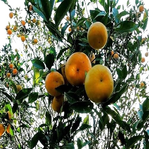 Darjeeling Orange Variety Grafted Santra Fruit Plants & Tree(1-2 Feet Size)