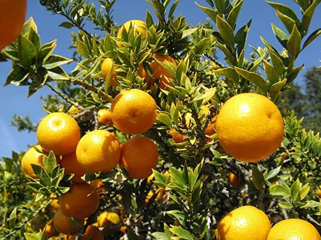 Bari 1 Malta Mosambi Variety Grafted Fruit Plants & Tree(1-2 Feet Size)