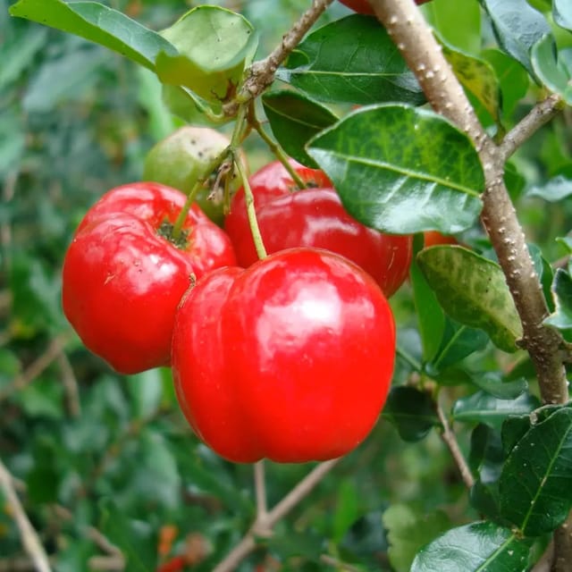 Barbados Cherry Apple Cherries Variety Fruit (Air Layering/Grafted) Plants & Tree