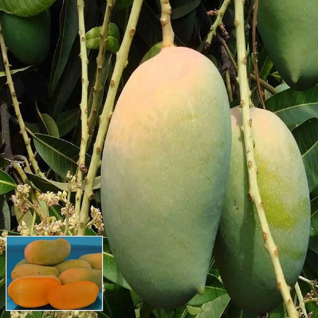 Mango Gir Kesar Variety Grafted Aam Fruit Plants & Tree(1.5-3 Feet Size)