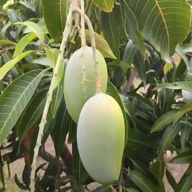 Mango Gir Kesar Variety Grafted Aam Fruit Plants & Tree(1.5-3 Feet Size)