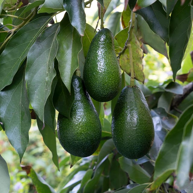 Live Rare Avocado Plant Hass Hybrid Plant Original Variety (1.5-3 Feet Height)