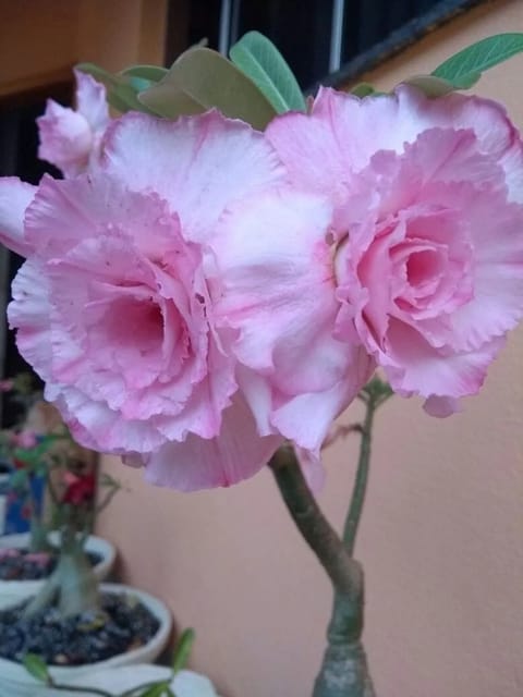 Rosy Adenium Desert Rose Flower Plant Indoor Bonsai (Desert Rose) (1 Bonsai Plant) Without pot
