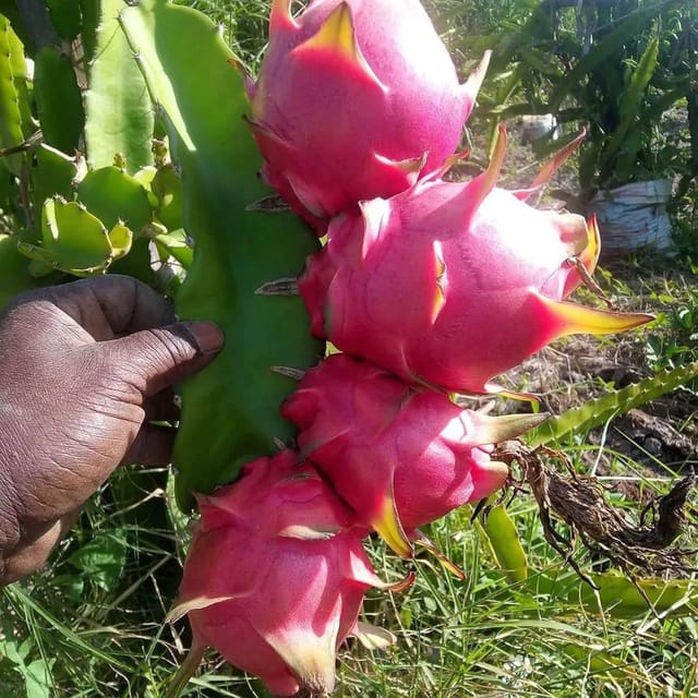 Pink Dragon Fruit Plant (1-2 feet height)