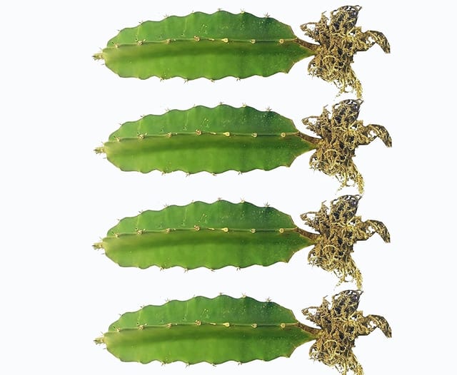 Red Dragon Fruit Plant (8 To 10 Inch) (Pack Of 4)