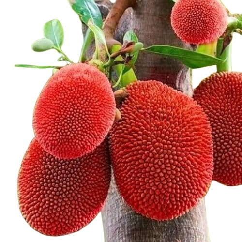 Jackfruit Red Sindoor Siddu Varikka Katahal Panasa Chakka variety Grafted Fruit Plants & Tree (1.5-3 Feet Size)