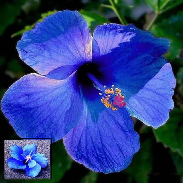 Blue Grafted Premium & Elegant Hibiscus Flowering Plant (1–2 Feet)