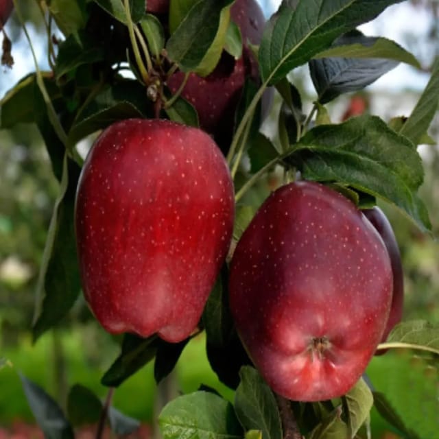 Apple Red Gala Variety Grafted Seb Fruit Plants & Tree(1.5-3 Feet Size)