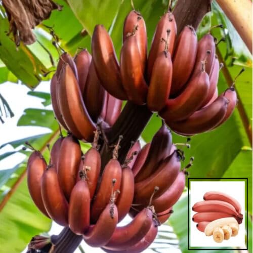 Rare Red Banana Plant Musa acuminata ‘Red Dacca’, Tissue Culture Hybrid Plant (1-2 Feet Height)
