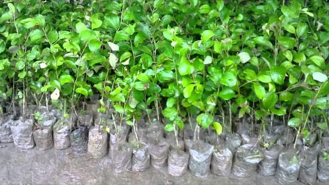 Jujube Green Apple Ber Kul Variety variety Grafted Fruit Plants & Tree (1-2 Feet Size)