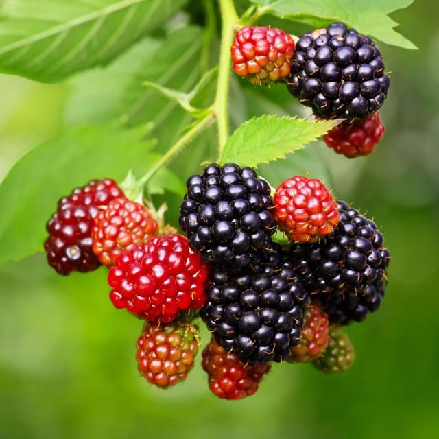 Blackberry Fruit variety Climbing Plants & Tree