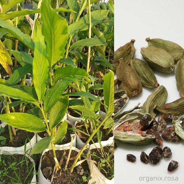 Elaichi Cardamom Spice Plants & Tree(1-2 Feet Size)