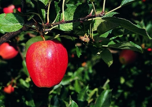 Apple Tropic Sweet Low Chill Variety Grafted Seb Fruit Plants & Tree(1.5-3 Feet Size)